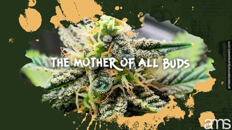 Presenting MOAB: Mother of All Buds