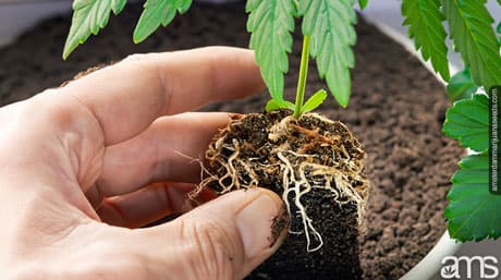 Cannabis Root Systems – Pots and Soil