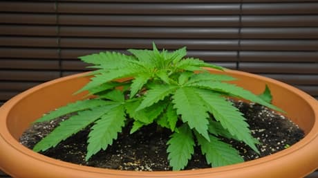 Autoflower Cannabis Seeds: A Comprehensive Guide