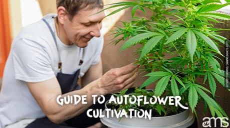 Guide to Autoflower Cannabis Seeds Cultivation
