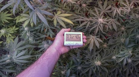 Mastering Cold Weather Cannabis Cultivation