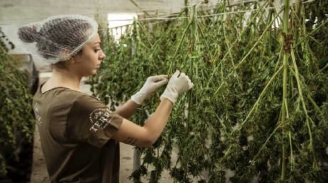 All You Need to Now About Harvesting Cannabis