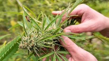 Feminized seeds – Male & female weed plants & seeds