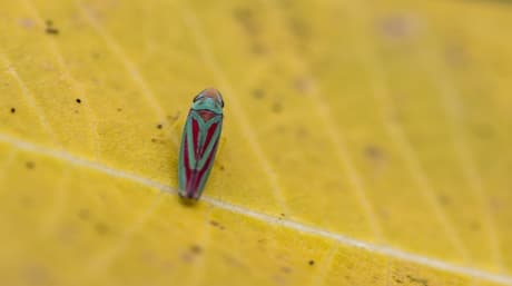 Garden pests – how to get rid of leafhoppers on cannabis