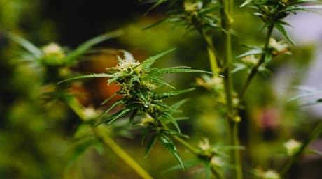 The Different Cannabis Flowering Stages