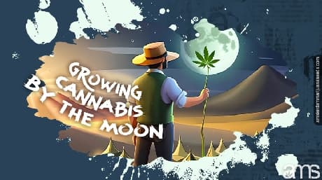 Growing Cannabis by the Moon Cycle