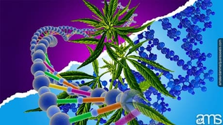 Polyploidy and Cannabis – Introduction to Polyploid Pot