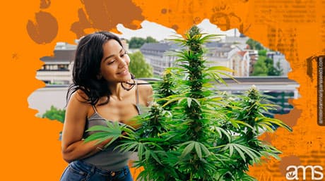 How to Cultivate Exceptional Cannabis on Your Balcony or Terrace
