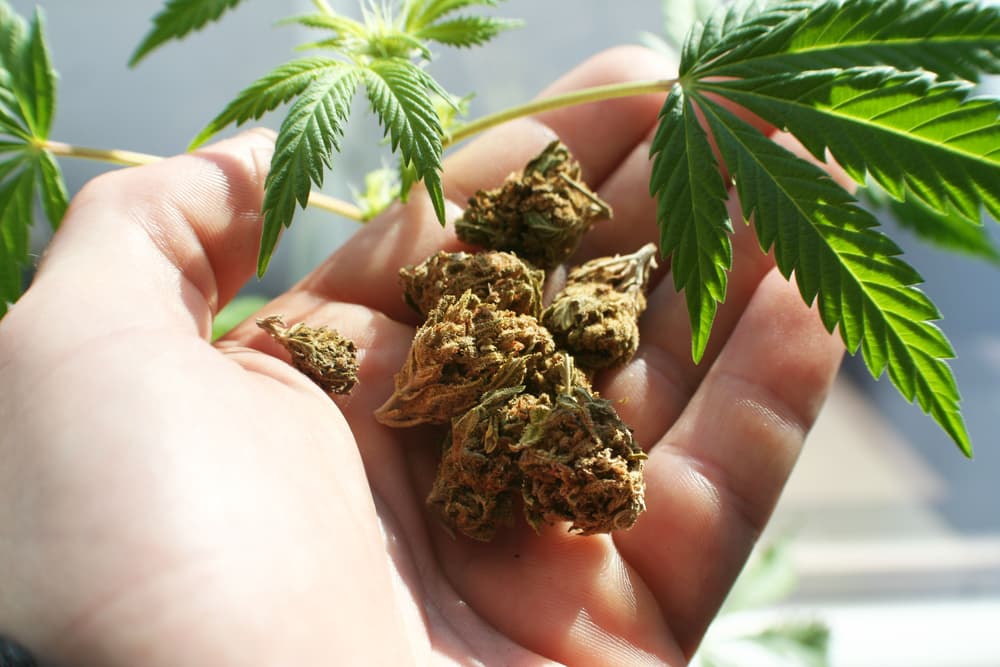 What exactly is CBD and how is it made?