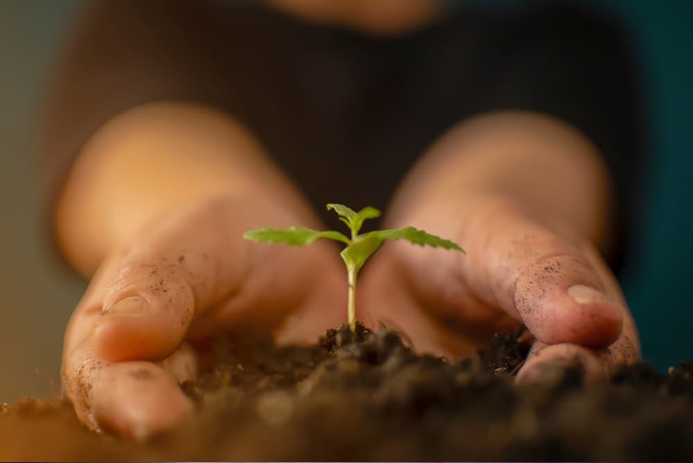 How to treat marijuana seedlings