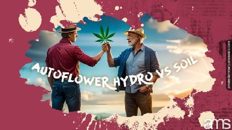 Autoflower hydro vs soil