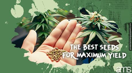 Greenhouse Cultivation: Discover the Best Seeds for Maximum Yield