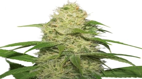 Narco a new marijuana strain by AMS