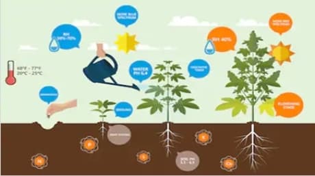 Beginners Guide to Cultivate a Single Weed Plant