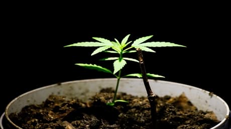 Growing weed in a space bucket
