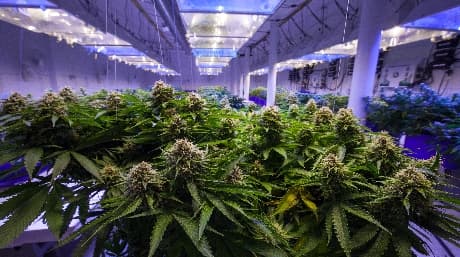 Cultivate cannabis by the moon phases for a better crop
