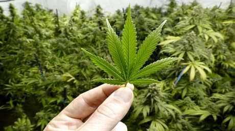 Check leaves to see how your weed plant is doing