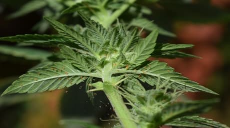 Spider Mites: Prevent, Control, and Protect Cannabis Crops