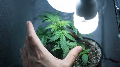 4 Cannabis Indoor Grow Tricks for Starters