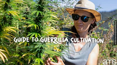 Comprehensive Guide to Guerrilla Cannabis Cultivation