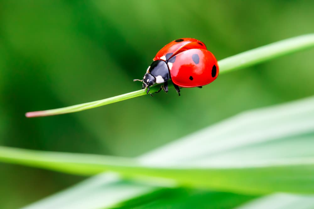 Fight spider mites with ladybugs