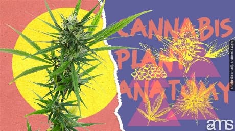 Marijuana plant anatomy the definitive guide by AMS