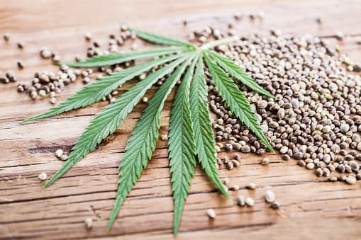 Feminized or Autoflower? Find the Perfect Cannabis Seeds for Your Grow