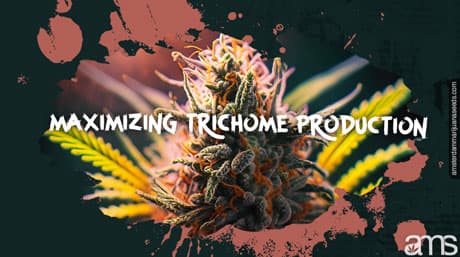 Maximizing Trichome Production for Resinous Buds
