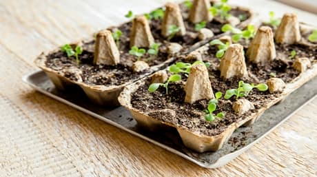 How to Reuse Soil Used by a Cannabis Plant
