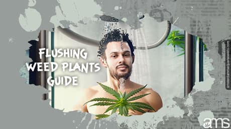 Flushing Weed Plants for Superior Quality