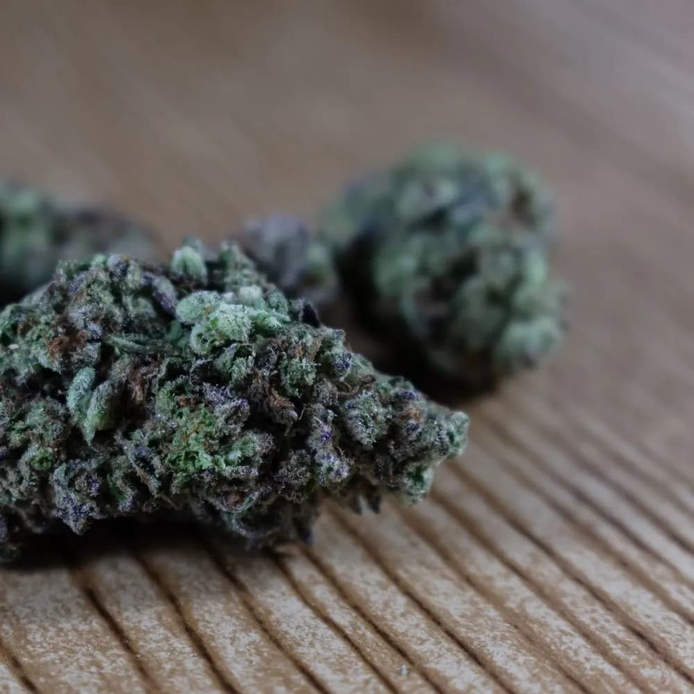 Mimosa Feminized Seeds